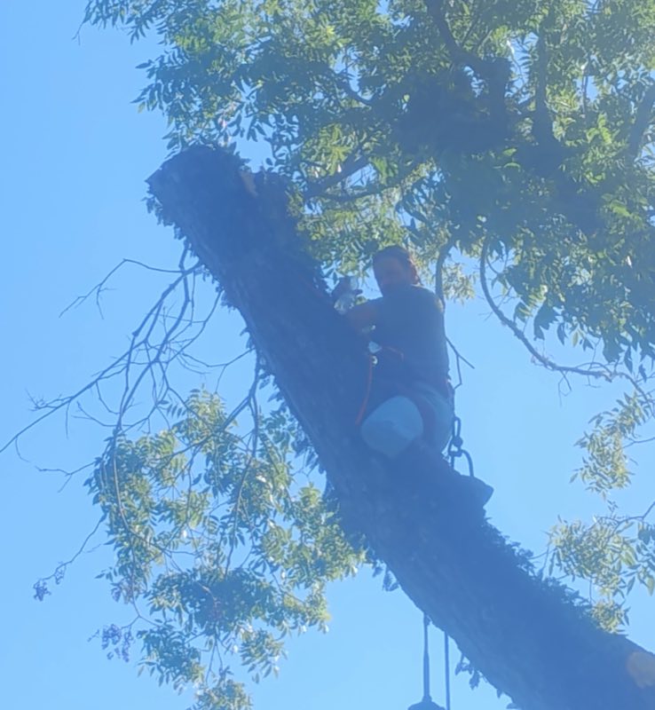 All About Tree Service tree work photo