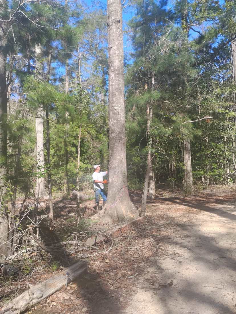 All About Tree Service tree work photo