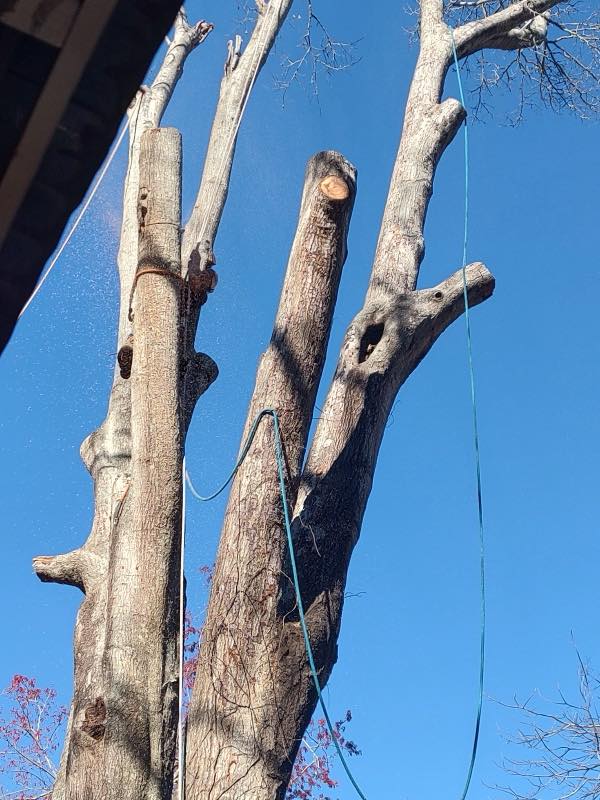 All About Tree Service tree work photo